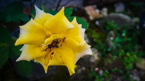 Yellow Flower Stock Photos