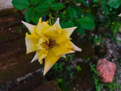 Yellow Flower Stock Photos