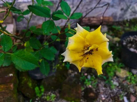 Yellow Flower Stock Photos