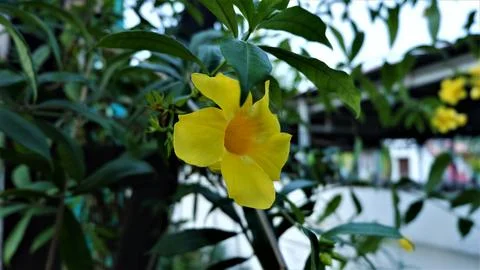 Yellow flower Stock Photos