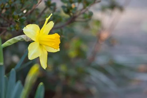 Yellow Flower Stock Photos