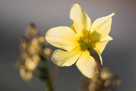 Yellow flower Stock Photos