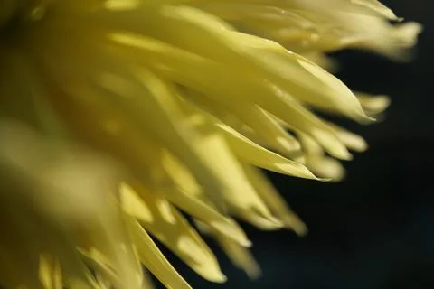 Yellow flower Stockfoto's