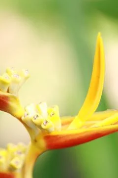 Yellow flower Stock Photos