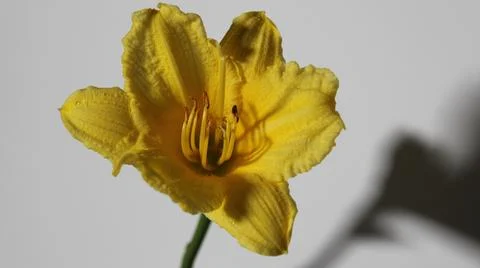 Yellow Flower Stock Photos