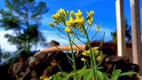 Yellow flower Stock Photos
