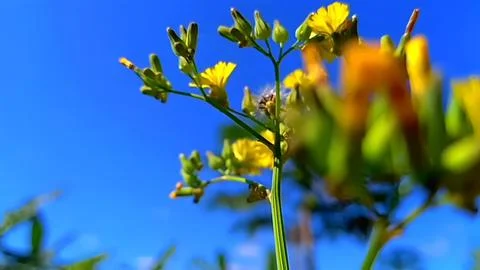 Yellow flower Stock Photos