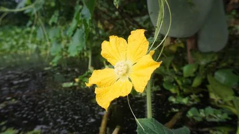 Yellow flower Stock Photos