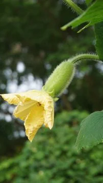 Yellow flower Stock Photos