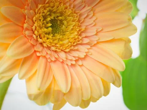 Yellow flower Stock Photos