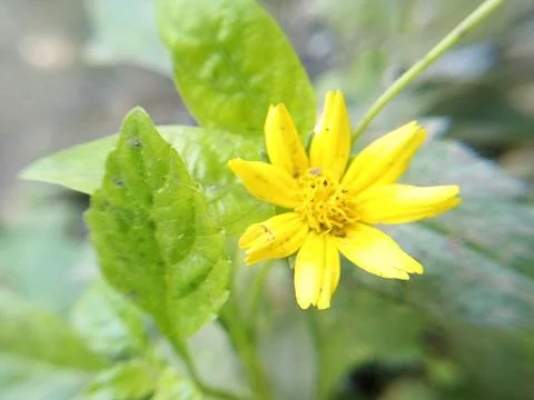 Yellow flower 스톡 사진