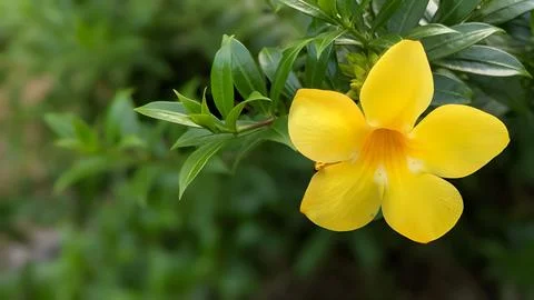 Yellow flower Stock Photos