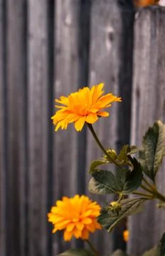 Yellow flower Stock Photos