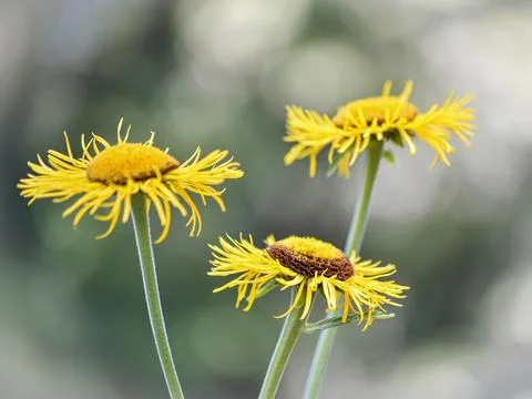 Yellow Flower Stock Photos