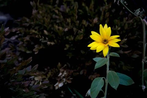 Yellow Flower Stock Photos