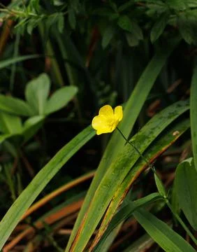 Yellow flower Stock Photos