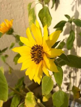 Yellow flower Stock Photos