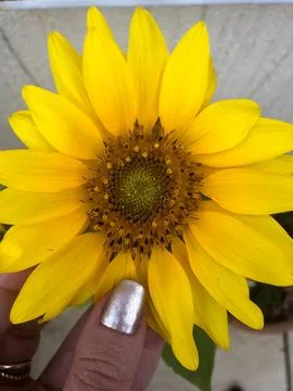 Yellow flower Stock Photos