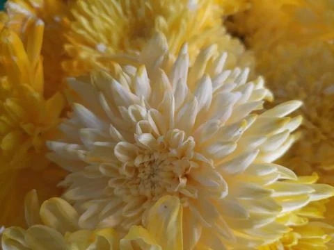 Yellow flower Stock Photos