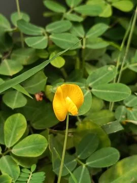 Yellow flower Stock Photos