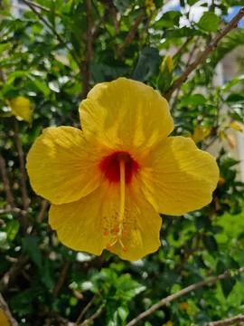 Yellow flower Stock Photos
