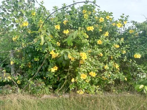 Yellow Flower Stock Photos