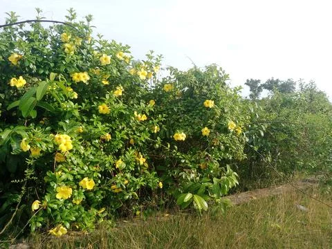 Yellow Flower Stock Photos