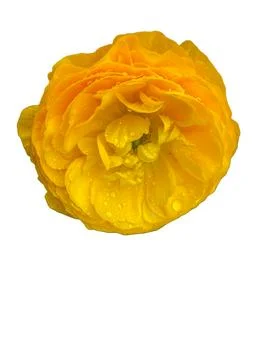 Yellow flower. Foto stock