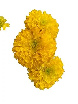 Yellow flower Stock Photos