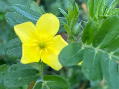 Yellow flower Stock Photos