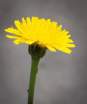 Yellow Flower Stock Photos