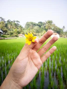 Yellow Flower Fotos Stock