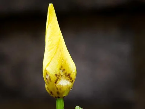 A yellow flower with a pointed tip Stock Photos