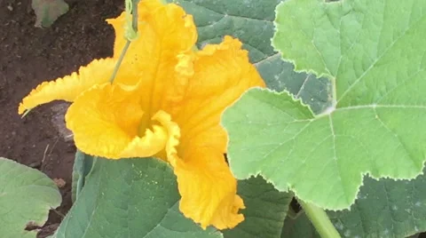 Yellow Flower Polin Stock Footage 47578828