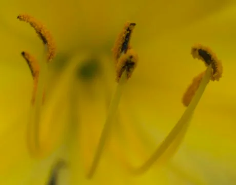 Yellow Flower Pollen Stock Photos