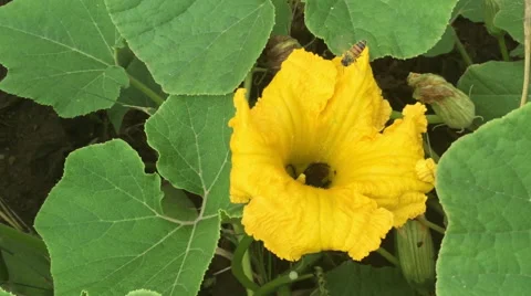Yellow Flower Pollination by Bee, Insect Stock Footage 47578291