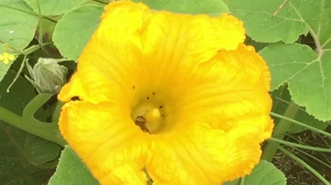 Yellow Flower Pollination by Bee, Insects, Pollen Closeup Stockbeeldmateriaal 47578478