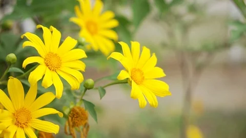 Yellow flower pond5 스톡 동영상 90216695