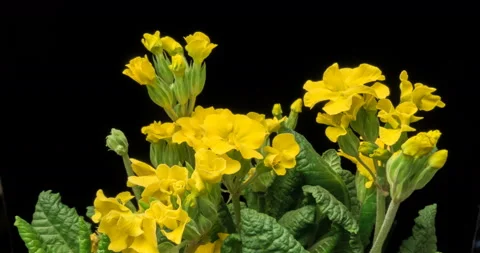 The yellow flower of the primrose blossoms under the sun Stock Footage 108299528