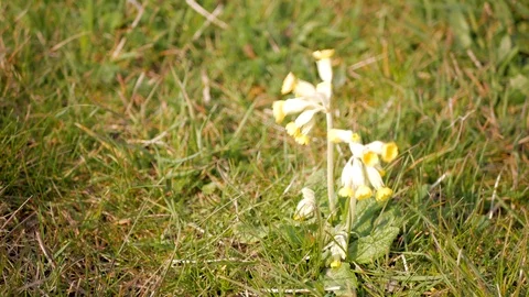 The yellow flower of the primrose swing in the wind. Stock Footage 106399232