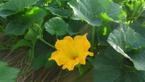 Yellow flower of pumpkin on vine Stock Footage 202321760