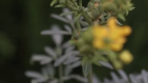Yellow Flower Rack focus 4K 스톡 동영상 108370468