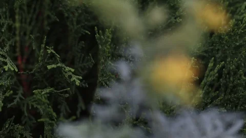 Yellow Flower Rack focus and Green bush behind 스톡 동영상 108370074
