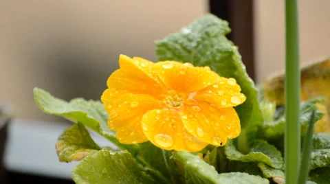 Yellow Flower In The Rain Stock Footage 48133119