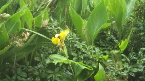 Yellow Flower in the Rain Stock Footage 144707361