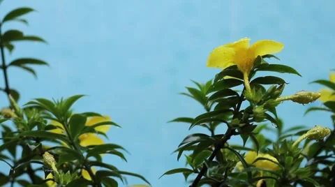 Yellow flower raining pool Stock Footage 974818