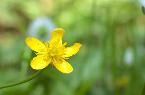 Yellow flower in the rays of the sun. Stock Photos