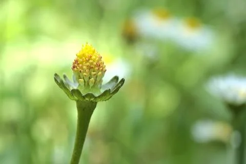 Yellow flower in the rays of the sun. Stock Photos