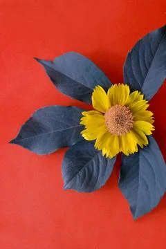 Yellow flower on red. Stock Photos