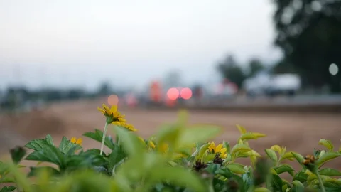 Yellow flower on roadside Stock Footage 99142268